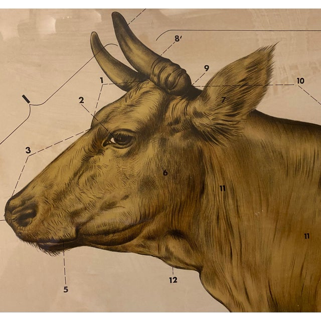 Beautifully detailed Vintage German Cow Print, “Das Rind” in rustic wooden frame.