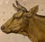 Beautifully detailed Vintage German Cow Print, “Das Rind” in rustic wooden frame.