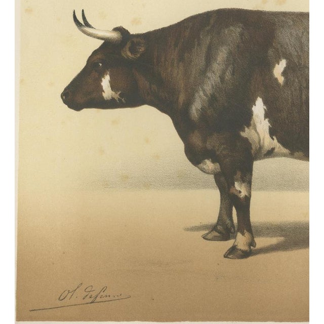 19th Century Borie, Normandy Ox, French Cattle Breed, 1863, Chromolithograph For Sale - Image 5 of 9