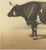 19th Century Borie, Normandy Ox, French Cattle Breed, 1863, Chromolithograph For Sale - Image 5 of 9