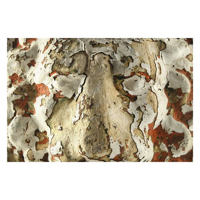 Belgian Terracotta Lion-Shaped Head Sculpture For Sale - Image 3 of 5