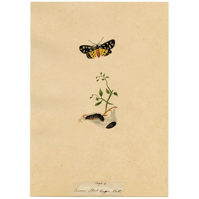 An original c.1810s watercolour painting, J. McA, Cream-spot Tiger Moth & Caterpillar Study.A beautiful large...