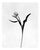 Ugne Pouwell, Tulip No.3, 2026, Analogue Floral Photography, Limited Edition of 20 For Sale