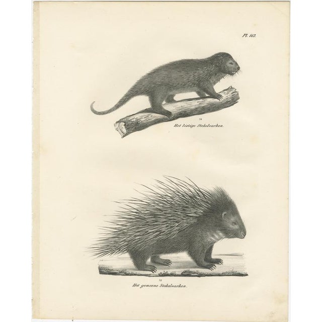 Antique Porcupine, Agouti & Tapir Lithographs – Brodtmann after Schinz c.1830 This finely executed pair of early 19th-...