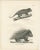 Antique Porcupine, Agouti & Tapir Lithographs – Brodtmann after Schinz c.1830 This finely executed pair of early 19th-...