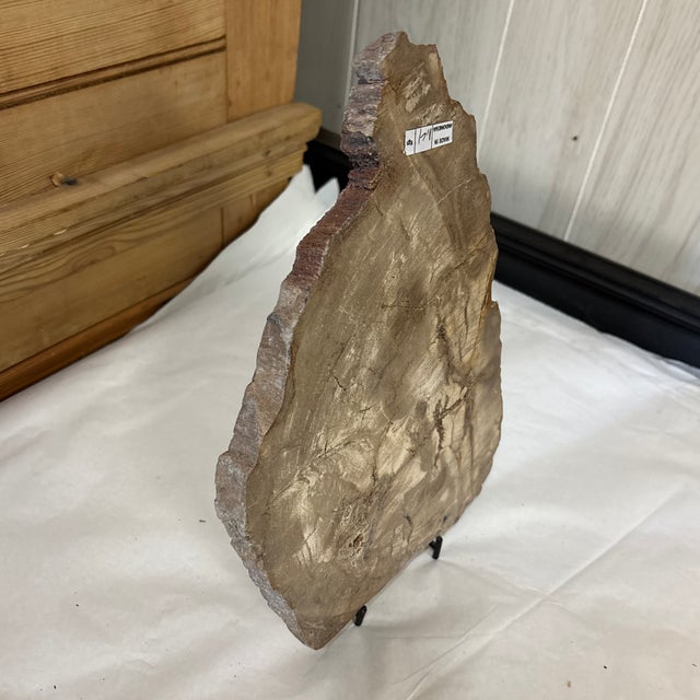 Live Edge Petrified Wood F For Sale In Atlanta - Image 6 of 10