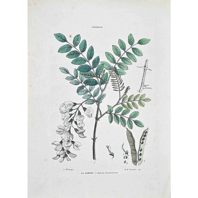 Vincenzo Tenore, The Robinia, Lithograph, 1870s For Sale