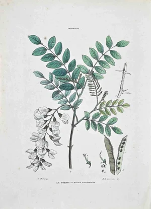 Vincenzo Tenore, The Robinia, Lithograph, 1870s