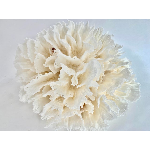 Chinoiserie Natural White Lettuce Coral Specimen Coastal Home Decor For Sale - Image 3 of 8