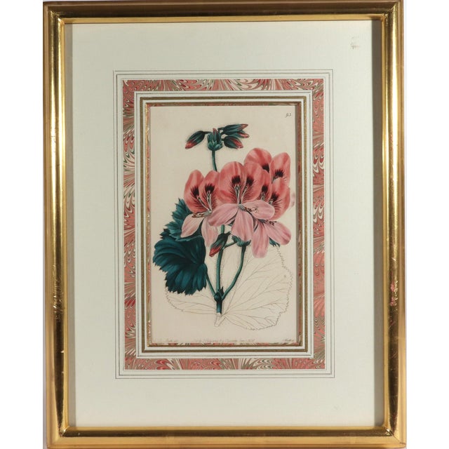 English Antique Botanical Prints of Geranium by Robert Sweet For Sale - Image 3 of 18