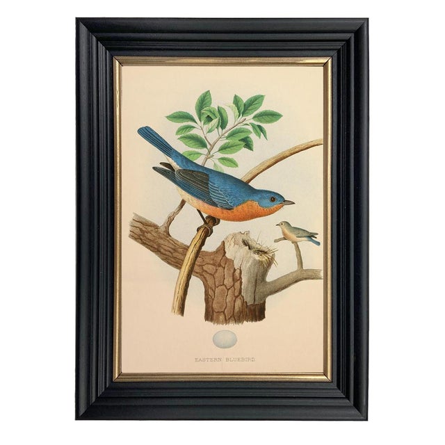 Bring timeless natural beauty to your home with this set of four reproduction bird prints of Edwin Sheppard’s 1882...