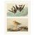 Forked-Tailed Petrel & Knot After John J. Audubon, 1966 Cottage Print For Sale In Dallas - Image 6 of 6