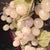 Grape Vines Bonsai Tree For Sale - Image 10 of 12