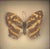 Antique Petite Common Jester Butterfly in Wood Frame For Sale - Image 4 of 5