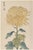 Yellow Mum by Hasegawa, Vintage Japanese Botanical Art Print, 40" X 60" For Sale