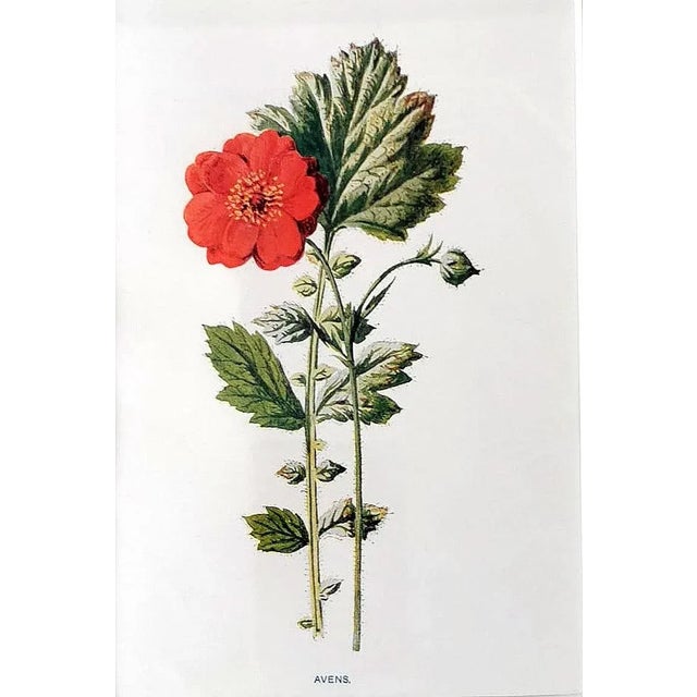 English Artist, Flowers, Chromolithographic Print Diptych, 1900, Framed For Sale - Image 11 of 13