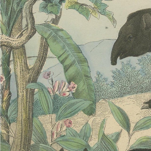 Antique Elephant and Rhinoceros Print with Tapir, 1890 For Sale - Image 9 of 12