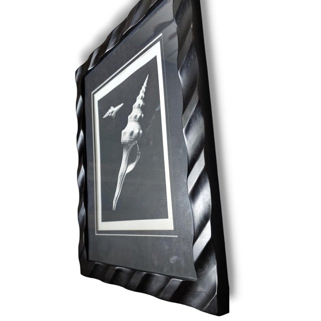 Wood Pair of Framed Sea Shell Photograph Prints in Black Matte and Carved Wooden Frame For Sale - Image 7 of 8