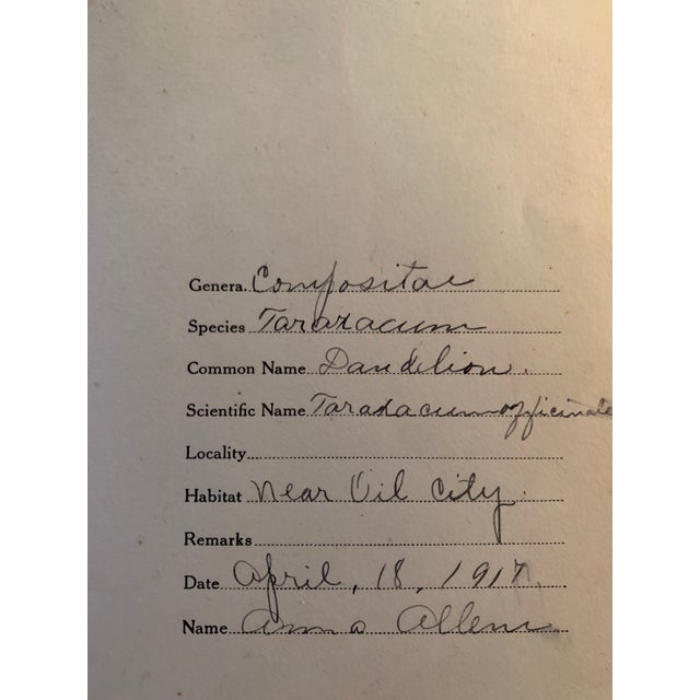 Traditional Authentic Vintage Flower Specimen For Sale - Image 3 of 5