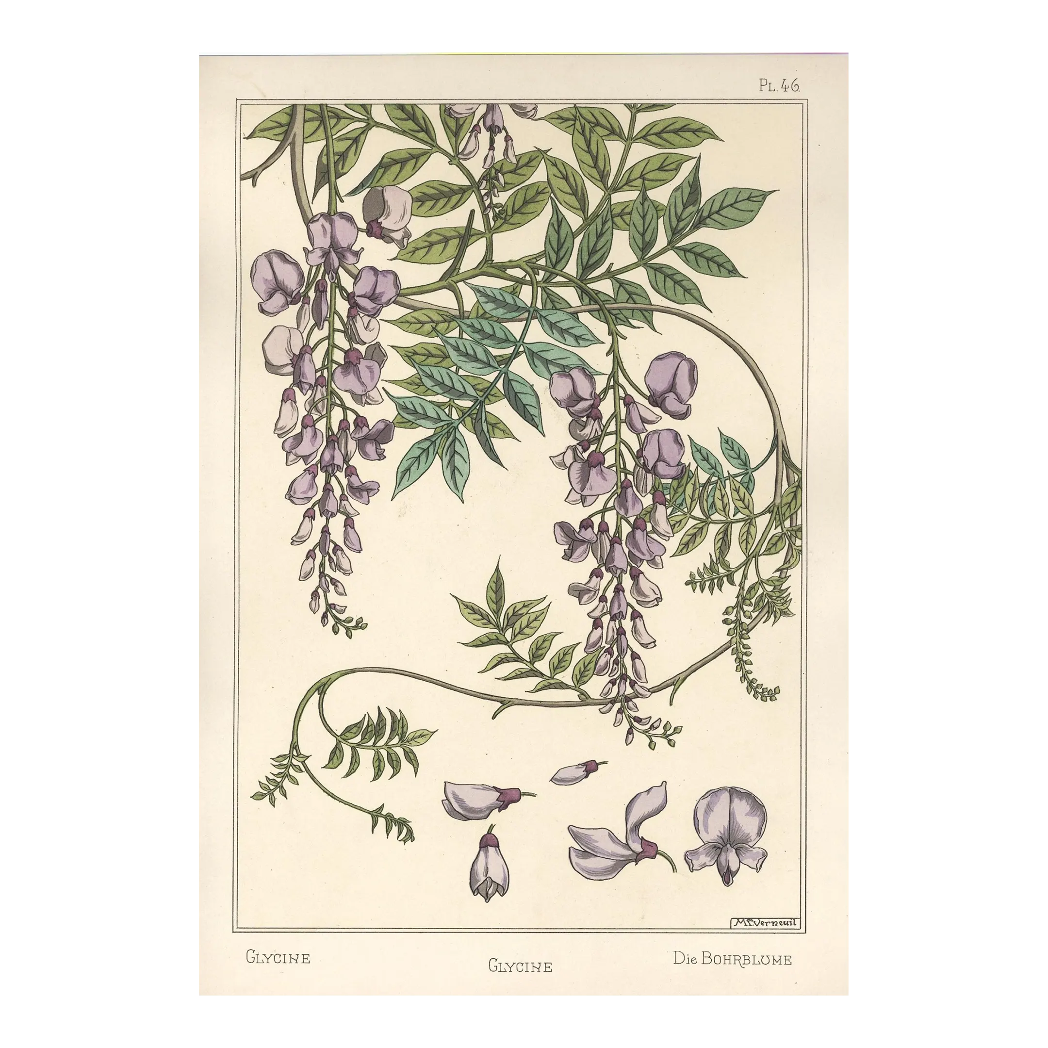 Rare! 1896 Antique French Art Nouveau Botanical Pochoir Lithograph-Grasset- Wisteria | Chairish