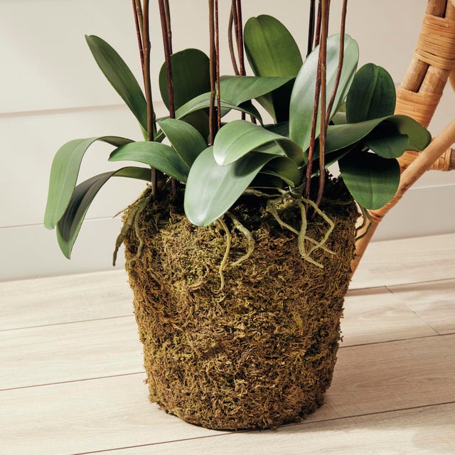 Phalaenopsis Orchid Drop-In 36" For Sale In Chicago - Image 6 of 7