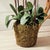 Phalaenopsis Orchid Drop-In 36" For Sale In Chicago - Image 6 of 7