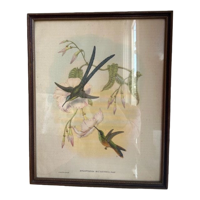 Vintage Hummingbird Print, 1946, Framed For Sale