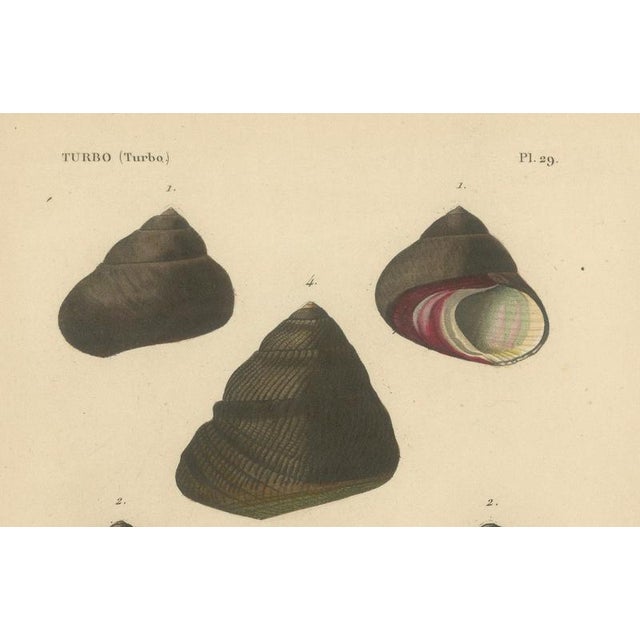 Early 19th Century J.B. Baillière et Fils, Turbo Sea Shells Natural History, 1832, Engraving For Sale - Image 5 of 9
