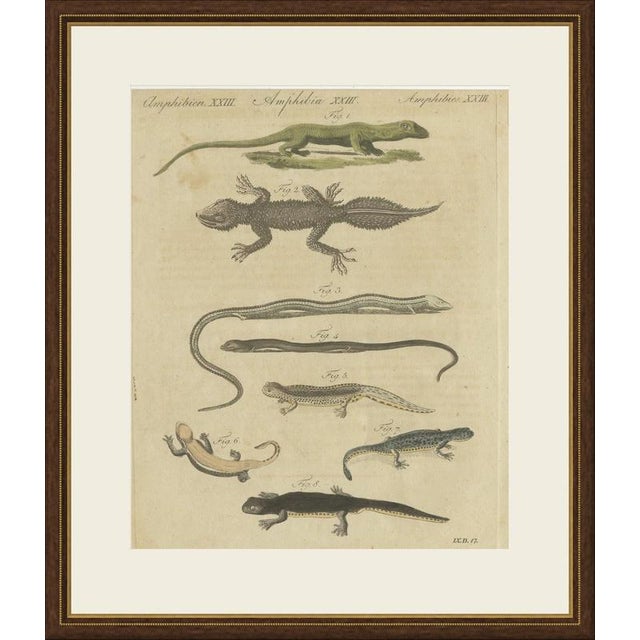 This antique lizard print shows eight small reptiles and amphibians, lizards together with newts and salamanders, on an...