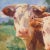 Contemporary 'A Curious Pair' by Mary Beth Schwark, New Mexico Woman Artist, Oil Painters of America, Michigan For Sale - Image 3 of 8