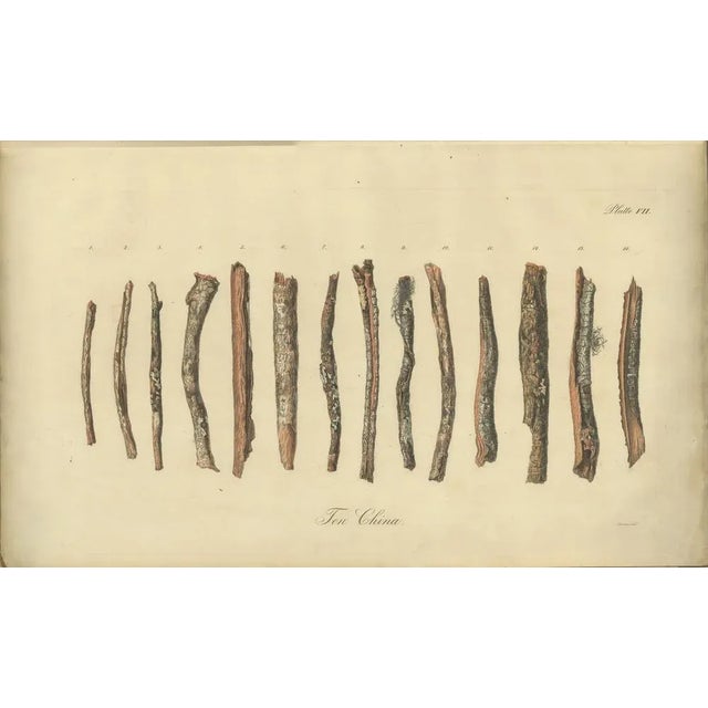 Cinchona Bark Varieties A Hand-Colored Illustrated Botanical Atlas, 1826 For Sale - Image 14 of 16
