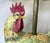 Late 20th Century Vintage Large Ceramic Rooster Lamp on Wood Base For Sale - Image 5 of 17
