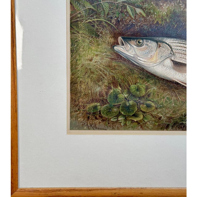 Antique Coastal Stripped Bass "Game Fishes of the Us" by Kilbourne Lithograph For Sale - Image 9 of 13