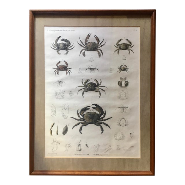 Zoology Crabs 1805-12 - Description De l'Egypte Antique Large Engraved Plate For Sale