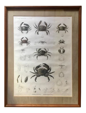 Zoology Crabs 1805-12 - Description De l'Egypte Antique Large Engraved Plate