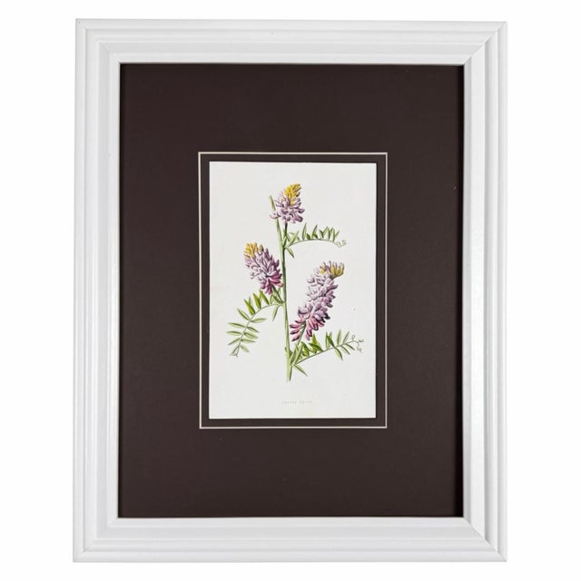English Antique Botanical Print Gallery | Set of 8 F. Edward Hulme Chromolithographs, Framed For Sale - Image 3 of 12