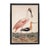 Illustration Antique Reproduction Pink Bird Coastal Print (Early 1800s) For Sale - Image 3 of 6