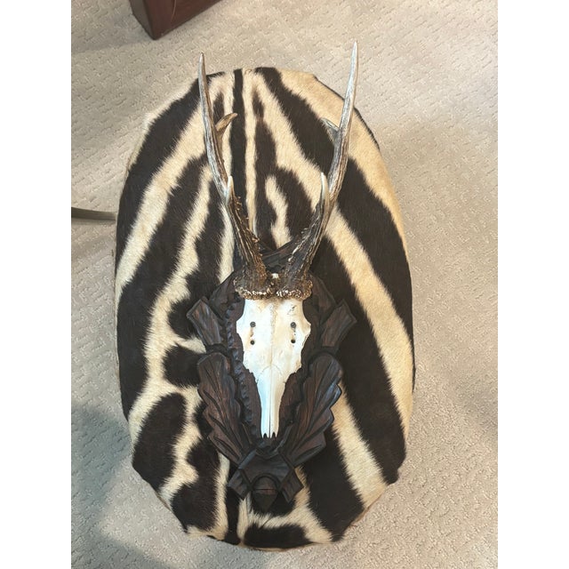 Late 19th Century Antique Black Forest Roe Deer Trophy Antler Mount - (#2 of 3 Individual Mounts Listed) For Sale - Image 5 of 12