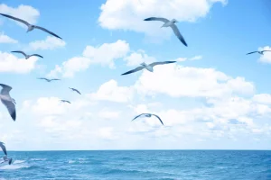"Seagulls Flying over the Ocean" Landscape Photograph