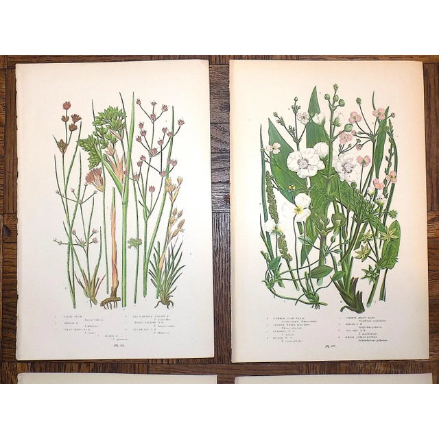 19th Century Lithographs - Botanicals - Set of 9 For Sale - Image 4 of 8