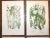 19th Century Lithographs - Botanicals - Set of 9 For Sale - Image 4 of 8