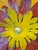 Pat & Andre Juneau Metal Flower Wall Sculpture, Extra Large For Sale In San Francisco - Image 6 of 12