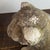 Antique Reclining Lion Sculpture on Base in Carved Stone, 1890s For Sale - Image 14 of 18