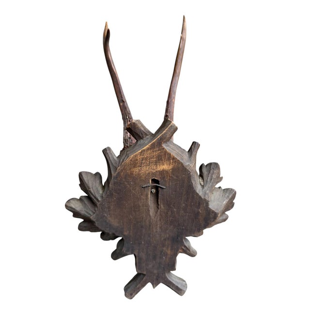 1900 - 1909 Roe Deer Trophy 106 Black Forest Antlers For Sale - Image 5 of 5