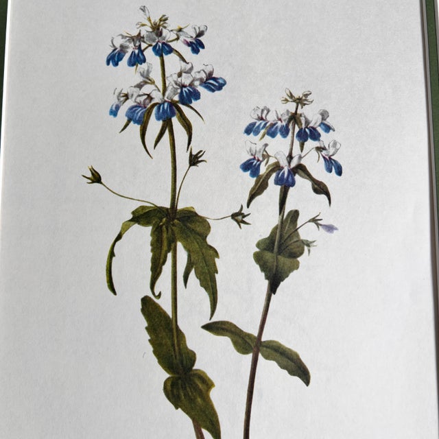 This beautiful set of 9 gold finished wood framed original vintage botanical prints were published in 1970s. These subtle...