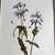 This beautiful set of 9 gold finished wood framed original vintage botanical prints were published in 1970s. These subtle...