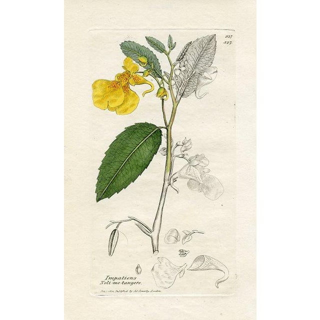 Original hand-colored botanical print from an early edition of “English Botany”, the monumental work by James Sowerby that...