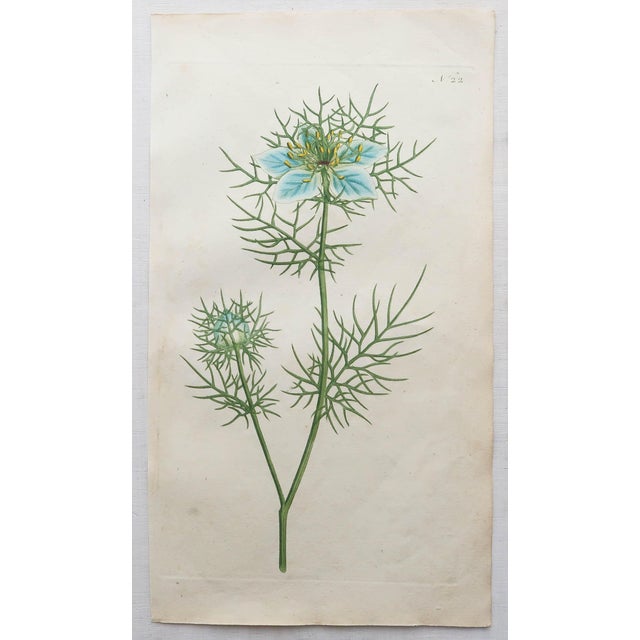 After Sowerby, Botanical Prints, 1793, Lithograph, Set of 12 For Sale - Image 4 of 14