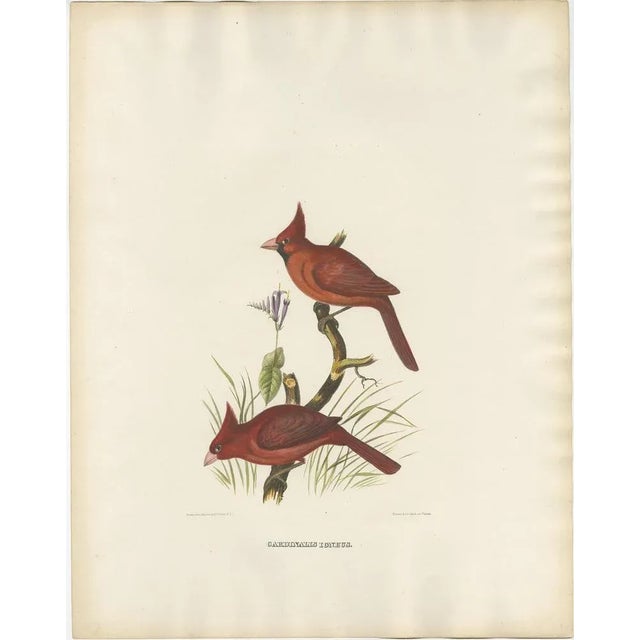 Large Hand-Colored Northern Cardinals from Northern America, 1869, Print For Sale - Image 6 of 6