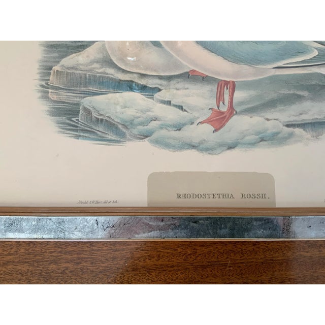 Hand Colored Bird Prints in Vintage Mercury Frames- Set of 3 For Sale - Image 9 of 13